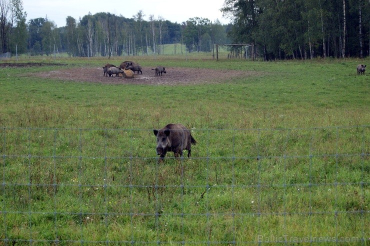 Travelnews.lv redakcija dodas safari braucienā pa briežu dārzu Kokneses pusē - Iršu pagasta zemnieku saimniecībā 