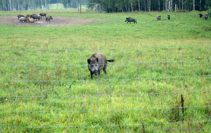 Travelnews.lv redakcija dodas safari braucienā pa briežu dārzu Kokneses pusē - Iršu pagasta zemnieku saimniecībā 