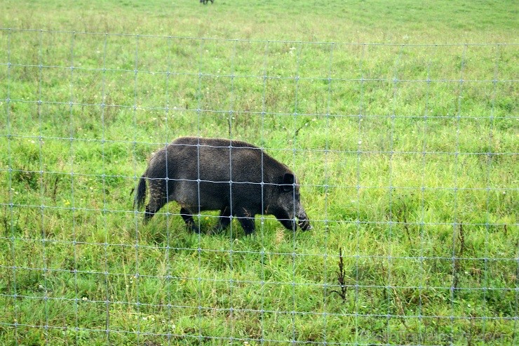 Travelnews.lv redakcija dodas safari braucienā pa briežu dārzu Kokneses pusē - Iršu pagasta zemnieku saimniecībā 