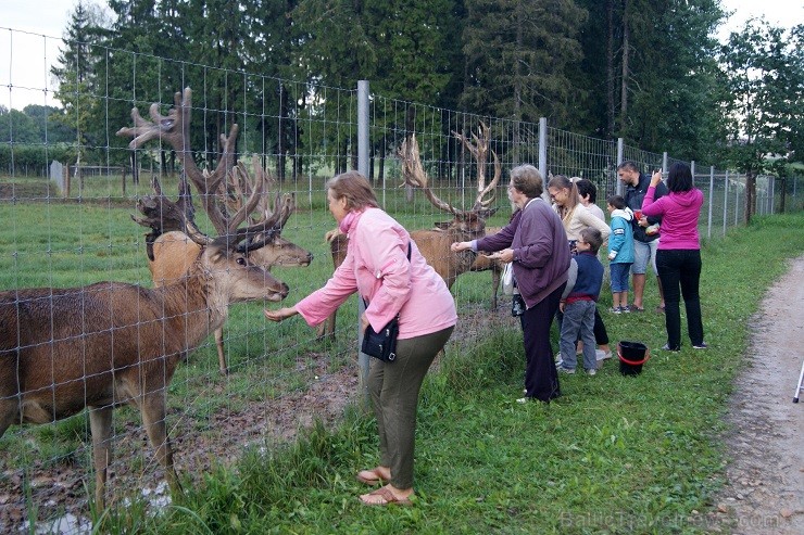 Travelnews.lv redakcija dodas safari braucienā pa briežu dārzu Kokneses pusē - Iršu pagasta zemnieku saimniecībā 