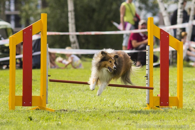 Starptautiskās adžilitī sacensības Riga cup 2014 131503