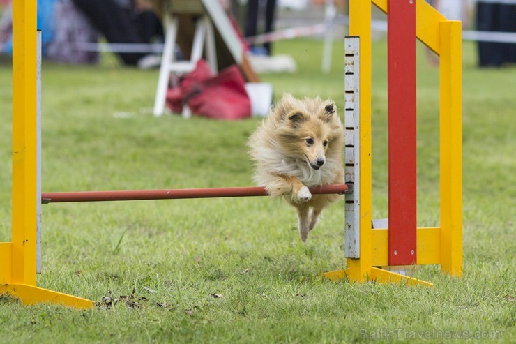 Starptautiskās adžilitī sacensības Riga cup 2014 131509