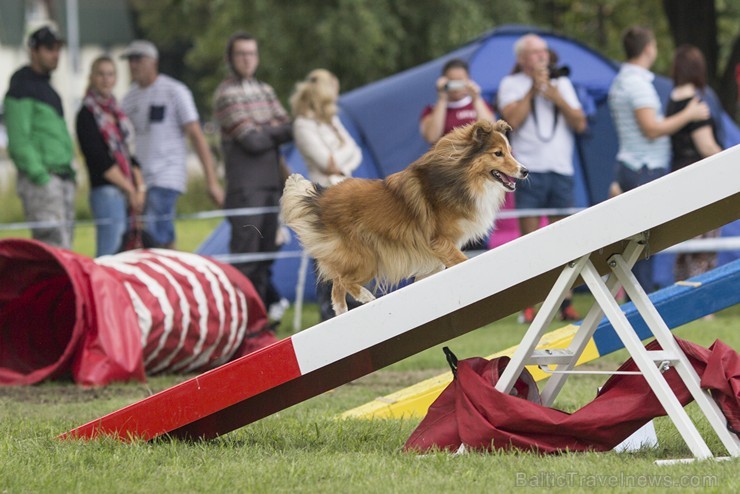 Starptautiskās adžilitī sacensības Riga cup 2014 131510