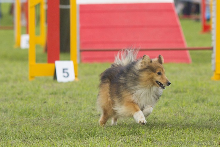 Starptautiskās adžilitī sacensības Riga cup 2014 131511