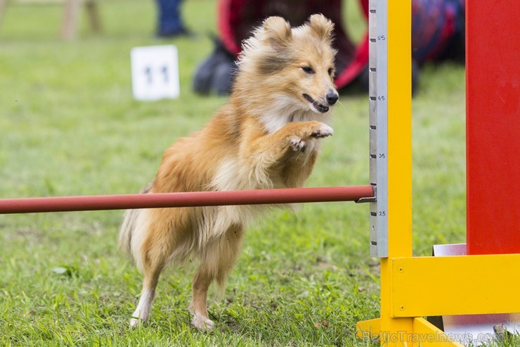 Adžilitī ir suņu sporta veids, kurā cilvēks vada suni pa noteiktu trasi. Trasē tiek izvietoti šķērsļi, kuri jāpārvar noteiktā secībā. Suņiem jāseko ti 131523