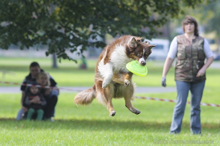 Uzvaras parkā norisinājušās suņu frisbija sacensības 134519