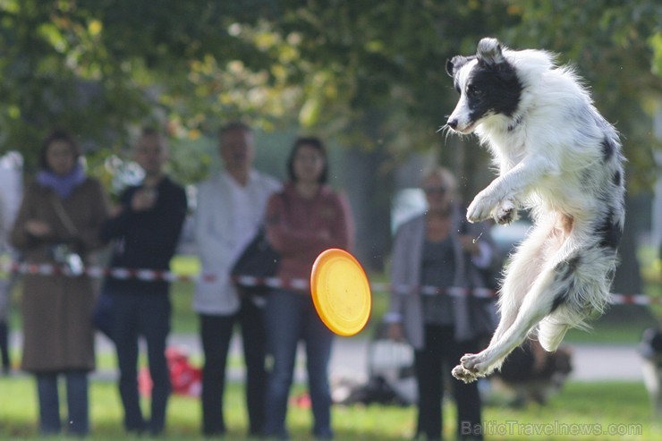 Uzvaras parkā norisinājušās suņu frisbija sacensības 134520