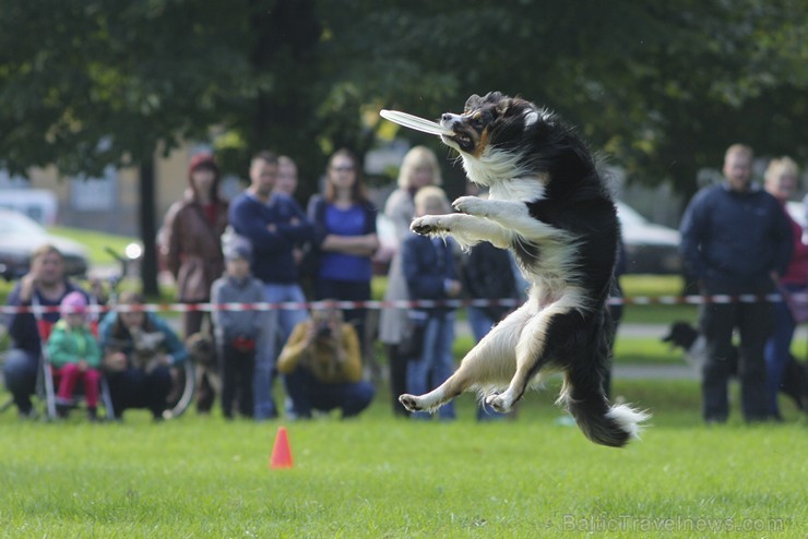 Uzvaras parkā norisinājušās suņu frisbija sacensības 134521