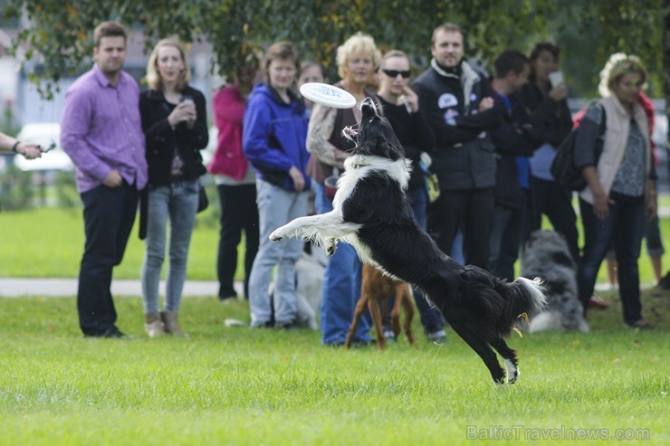 Uzvaras parkā norisinājušās suņu frisbija sacensības 134522