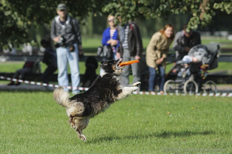 Uzvaras parkā norisinājušās suņu frisbija sacensības 134523