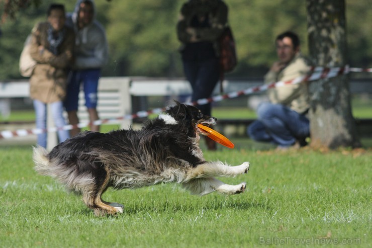 Uzvaras parkā norisinājušās suņu frisbija sacensības 134524