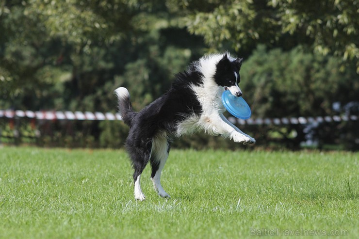 Uzvaras parkā norisinājušās suņu frisbija sacensības 134525