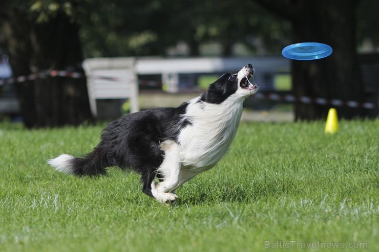 Uzvaras parkā norisinājušās suņu frisbija sacensības 134526