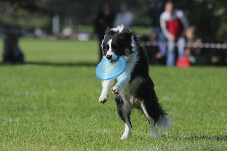 Uzvaras parkā norisinājušās suņu frisbija sacensības 134527