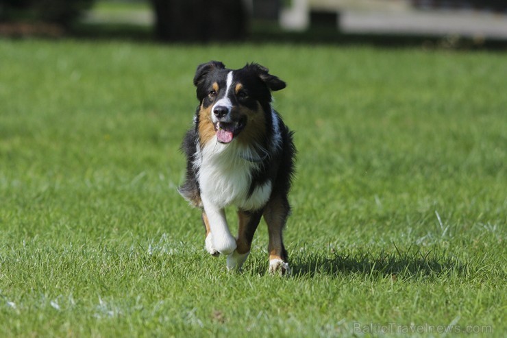 Uzvaras parkā norisinājušās suņu frisbija sacensības 134528