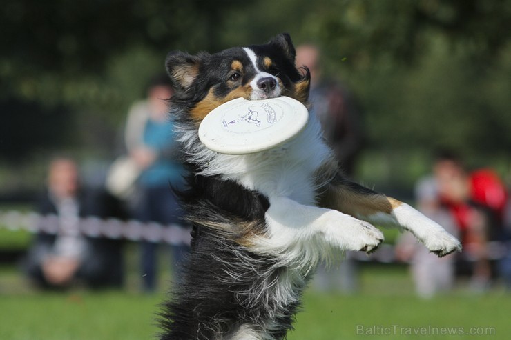 Uzvaras parkā norisinājušās suņu frisbija sacensības 134529