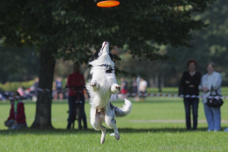 Uzvaras parkā norisinājušās suņu frisbija sacensības 134531