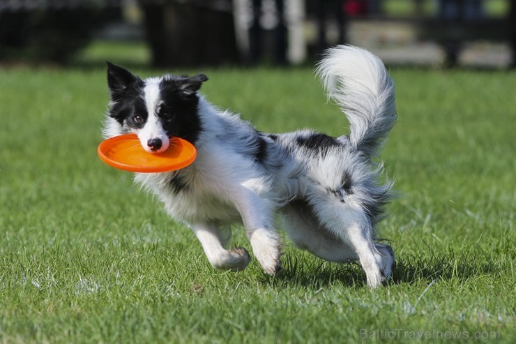 Uzvaras parkā norisinājušās suņu frisbija sacensības 134532