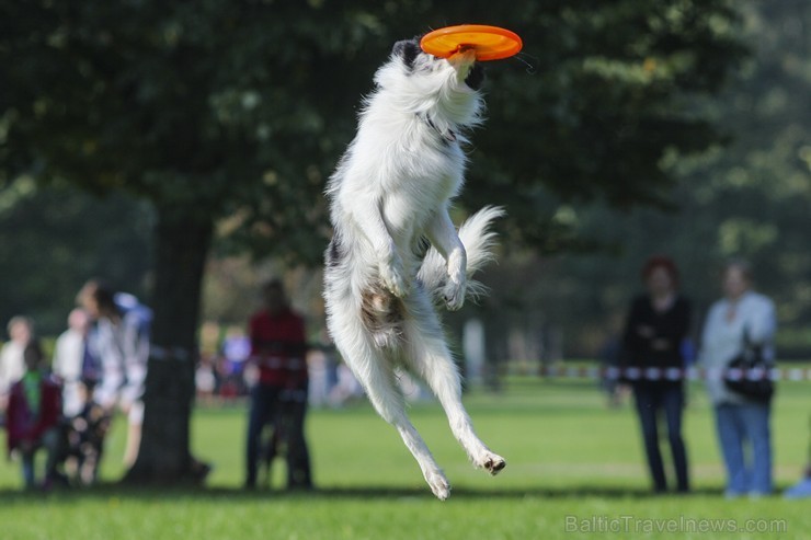 Uzvaras parkā norisinājušās suņu frisbija sacensības 134533