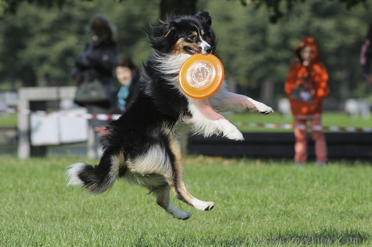 Uzvaras parkā norisinājušās suņu frisbija sacensības 134534