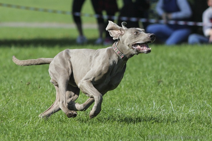 Uzvaras parkā norisinājušās suņu frisbija sacensības 134536