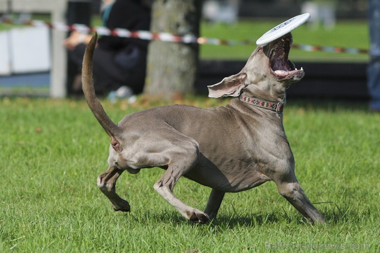 Uzvaras parkā norisinājušās suņu frisbija sacensības 134537