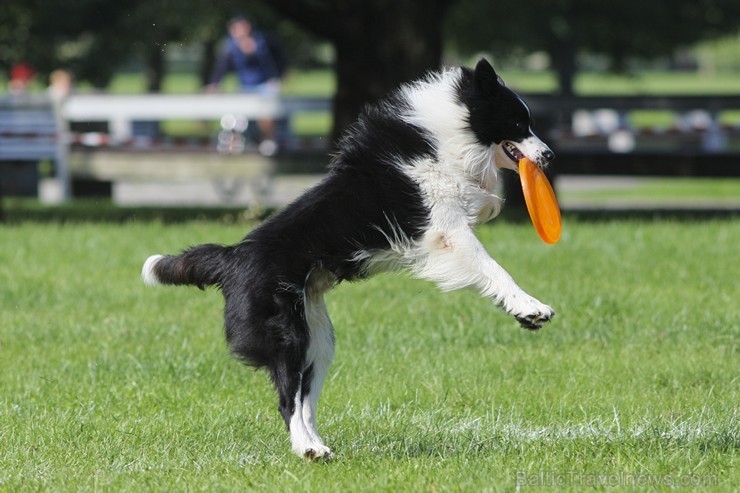 Uzvaras parkā norisinājušās suņu frisbija sacensības 134538