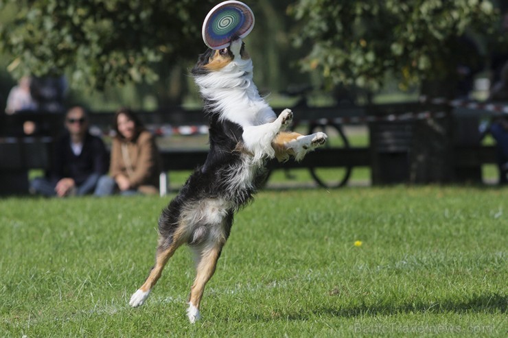 Uzvaras parkā norisinājušās suņu frisbija sacensības 134539