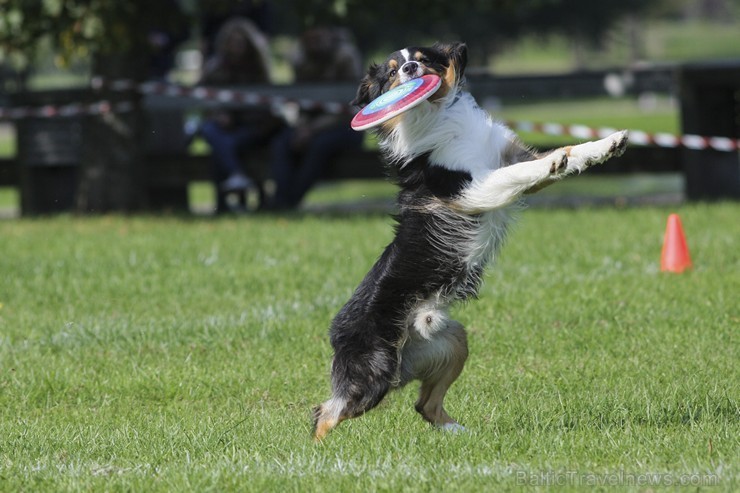 Uzvaras parkā norisinājušās suņu frisbija sacensības 134540