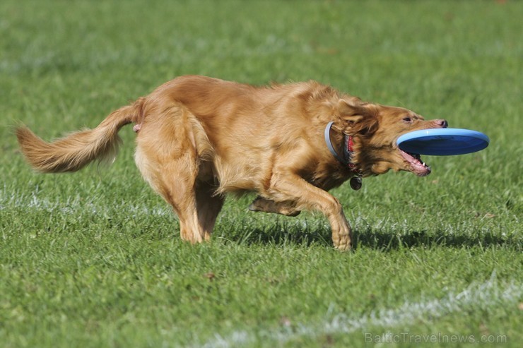 Uzvaras parkā norisinājušās suņu frisbija sacensības 134541