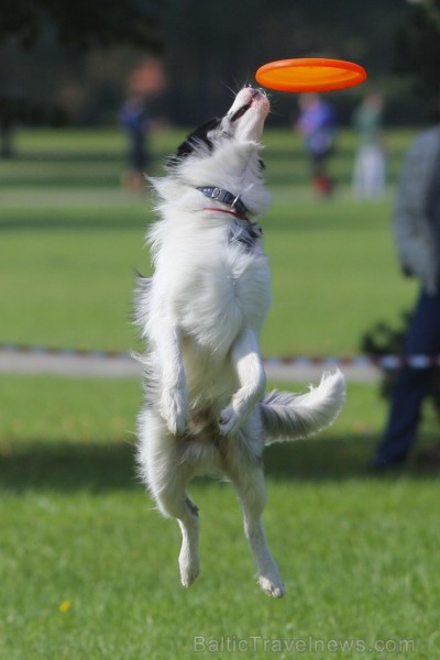 Uzvaras parkā norisinājušās suņu frisbija sacensības 134542