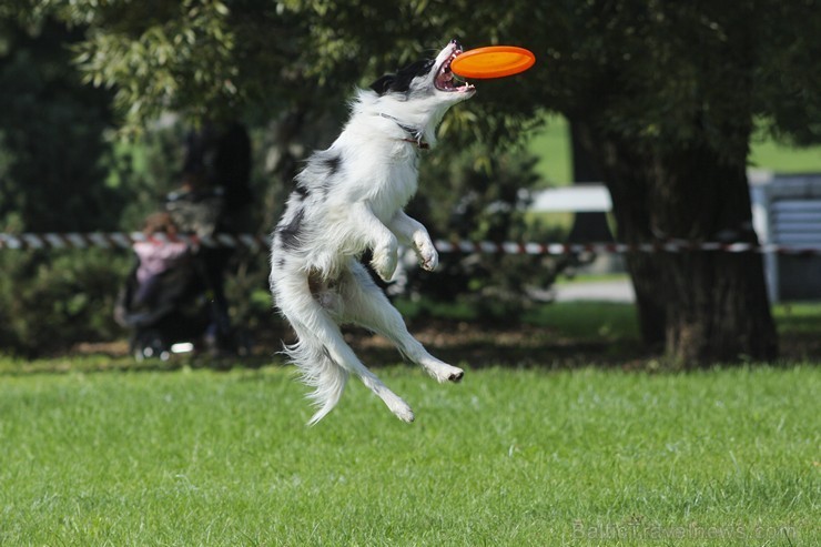 Uzvaras parkā norisinājušās suņu frisbija sacensības 134544