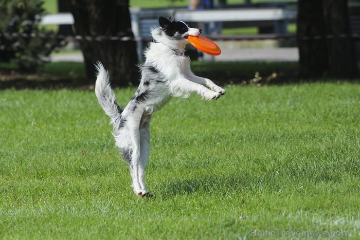 Uzvaras parkā norisinājušās suņu frisbija sacensības 134545