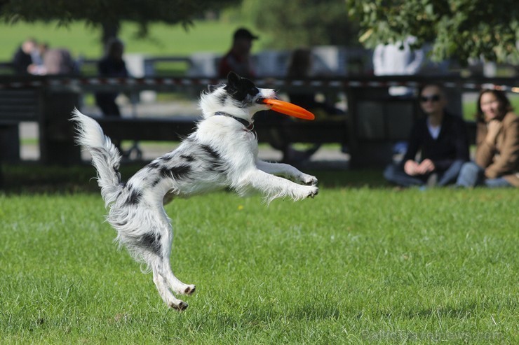 Uzvaras parkā norisinājušās suņu frisbija sacensības 134546