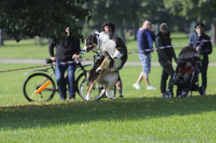 Uzvaras parkā norisinājušās suņu frisbija sacensības 134547