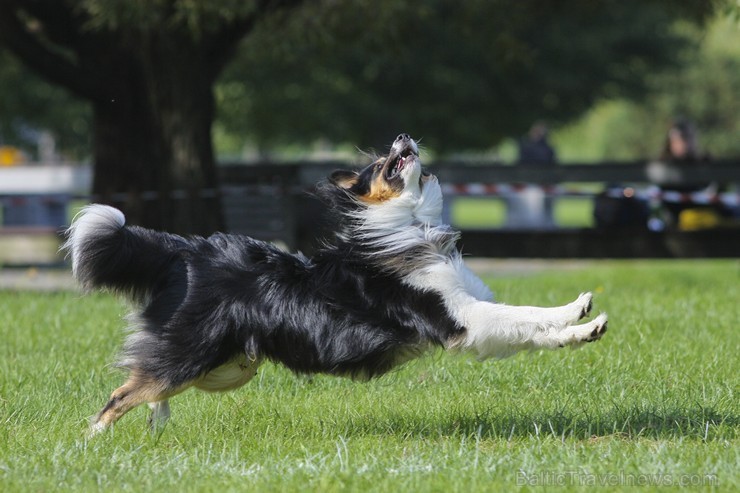 Uzvaras parkā norisinājušās suņu frisbija sacensības 134548