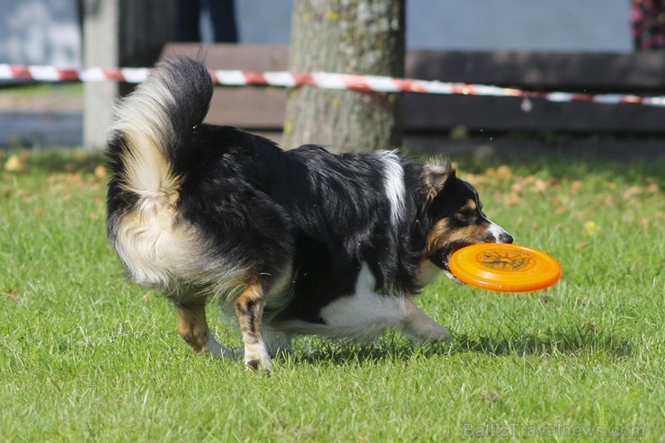 Uzvaras parkā norisinājušās suņu frisbija sacensības 134549