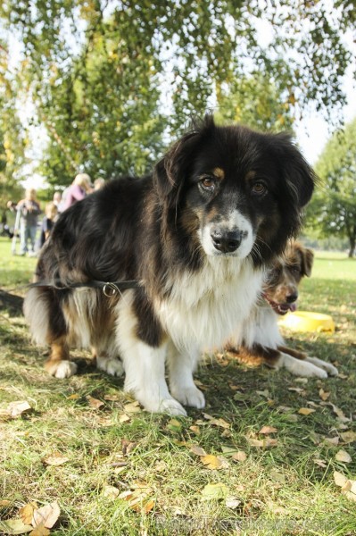 Uzvaras parkā norisinājušās suņu frisbija sacensības 134550