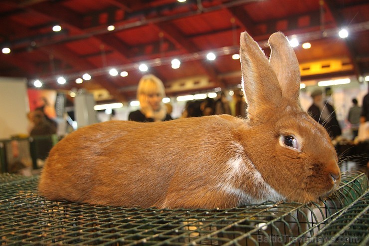 Ķīpsalā pulcējas mājdzīvnieku un mājputnu mīļotāji uz «ZooEkspo 2014» 138470