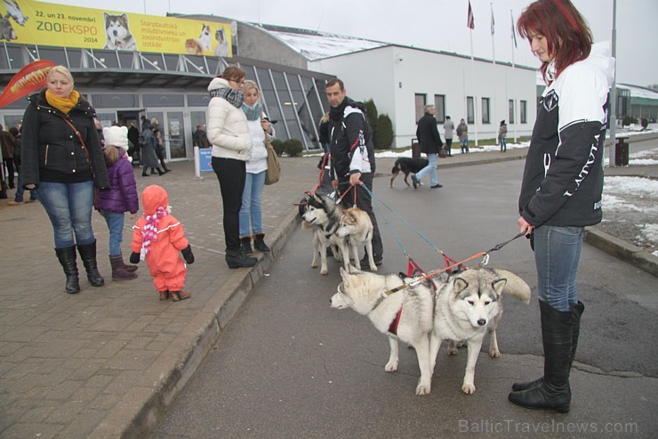 Ķīpsalā pulcējas mājdzīvnieku un mājputnu mīļotāji uz «ZooEkspo 2014». Vairāk informācijas - www.Bt1.lv 138515