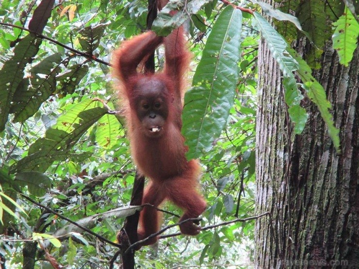 Orangutanu mazulis arī ir ticis pie sava nelielā banāna gabaliņa 138805