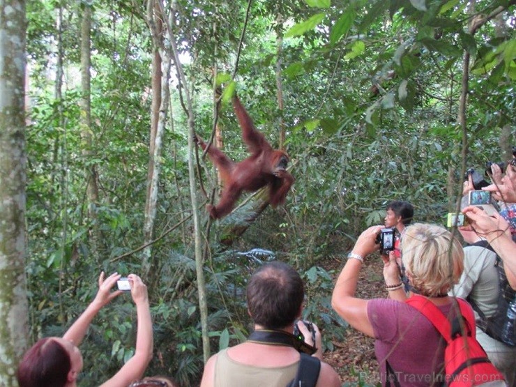 „Svaiga grupa! Jauniņie. Nez, ko viņi man būs sarūpējuši, ” nodomā Sumatras orangutans 138819