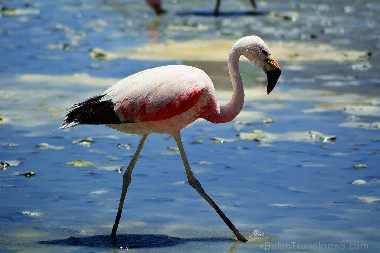 Brīnums, ka flamingi nav vēl galus atdevuši no degunam nepatīkamā aromāta, laikam jau šiem puvušu olu aromāts ir tas pats, kas mūsu dāmām Channel. Arī 140743