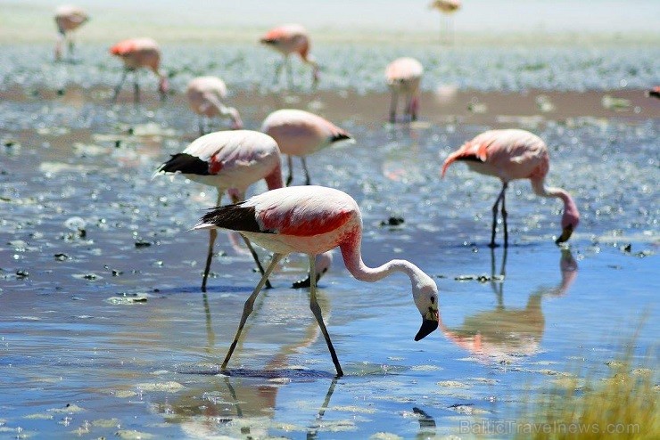 Pārsteidzošākais, ka šai ezerā čum un mudž no flamingiem, kuri iecienījuši arī citus ezerus, bet tik tuvu tiem piekļūt un tik daudz tie nebija ne Čīlē 140744