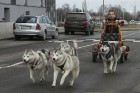 Čiekurkalna iedzīvotājus iepazīstina ar suņu pajūgiem