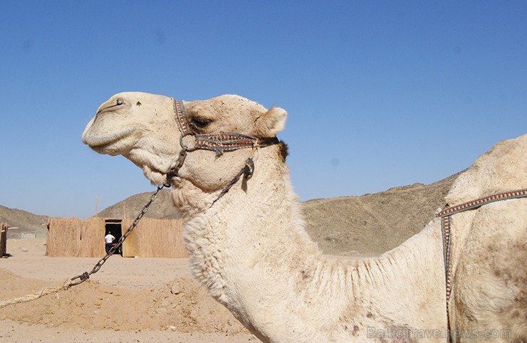 Travelnews.lv redakcija 2015. gada pirmās dienas pavadīja Ēģiptes kūrortos Hurgada un El Guna. Šoreiz ceļojām kopā ar tūroperatoru Novatours (www.nova 141205