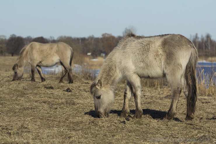 Jelgavas pils salā aplūkojami savvaļas zirgi 143417