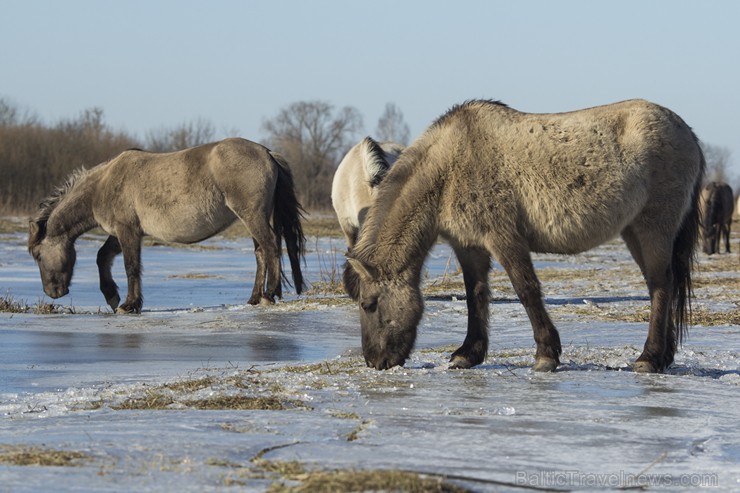 Jelgavas pils salā aplūkojami savvaļas zirgi 143425