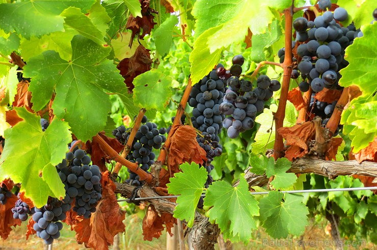 Travelnews.lv iepazīst spāņu reģiona Priorat vīna darītavu Clos de L‘obac www.costersdelsiurana.com 145617