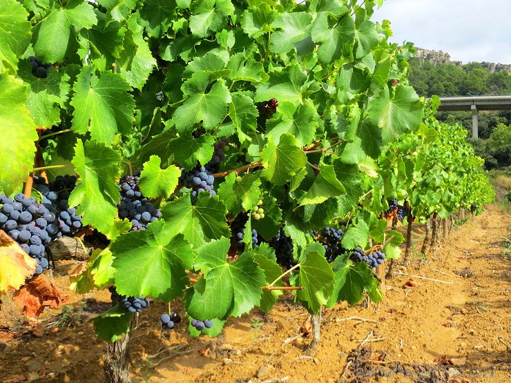 Travelnews.lv iepazīst spāņu reģiona Priorat vīna darītavu Clos de L‘obac www.costersdelsiurana.com 145634